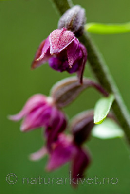 BB 05 0218 / Epipactis atrorubens / Rødflangre